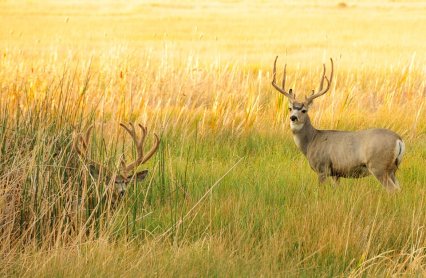 Big O Bucks Permits